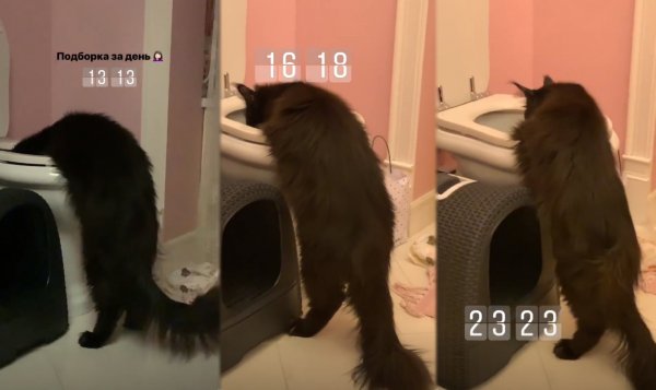 Крім того, Олена Водонаєва зі спокоєм спостерігає, як її породистий кіт Ескобар постійно захоплено п'є воду з унітазу