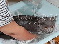 У розпліднику відпрацьована технологія миття кішок і котів, яка представлена ​​на фото, де зображена наша блакитна британська кішка - Брунгільда ​​Грей Гост, яка дуже не любить митися, і наш чорний британський кіт - Вулкан Грей ГОСТ, який любить митися, але дуже не любить розчісуватися