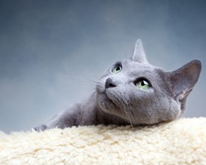 Російська блакитна кішка - опис і характеристика породи, особливості, фото, стандарти, а також походження і історія - все це ви знайдете в даній статті