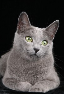 Характер російської блакитної кішки також викликає захоплення тим, що дітьми вона ласкава, грайлива і не дозволяє котяче вольностей